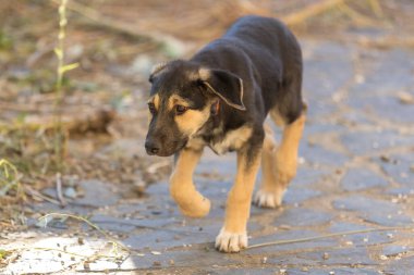 Köpek yavrusu üzgün gözlerle barınakta yürüyor, evlat edinilmeyi bekliyor, yakın plan portre