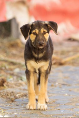 Köpek yavrusu üzgün gözlerle sığınakta duruyor, evlat edinilmeyi bekliyor, yakın plan portre.