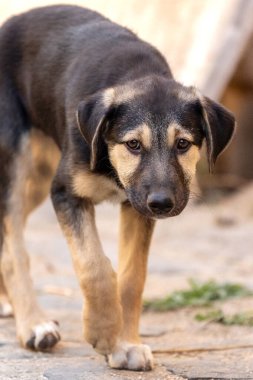 Köpek yavrusu üzgün gözlerle barınakta yürüyor, evlat edinilmeyi bekliyor, yakın plan portre