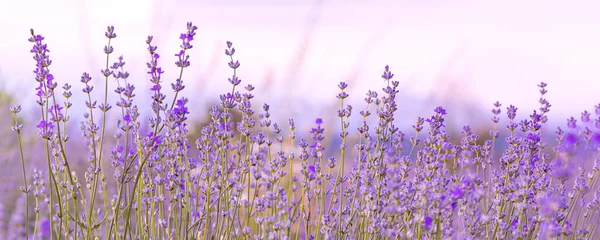Lawenda Purpurowe Kwiaty Zbliżenie Tle Nieba Lato Pole Banner — Zdjęcie stockowe