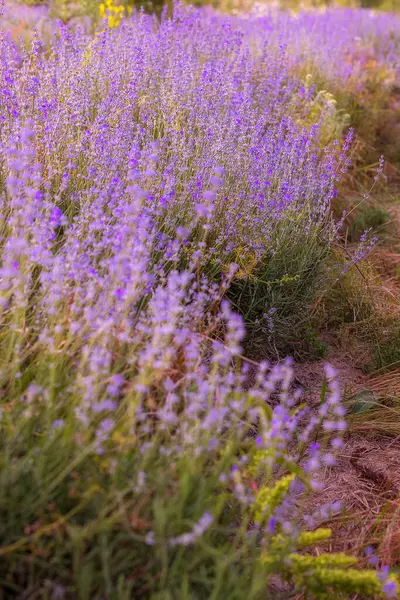 Lavendel Lila Blüten Reihe Nahaufnahme Sommer Feld — Stockfoto