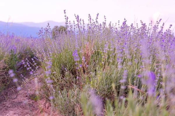 Lavendel Lila Blumen Reihe Nahaufnahme Auf Himmel Hintergrund Sommer Feld — Stockfoto