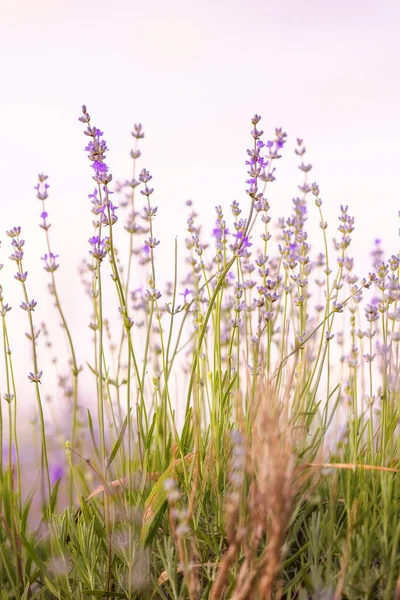 Lavendel Lila Blüten Nahaufnahme Himmel Hintergrund Sommer Feld lizenzfreie Stockfotos