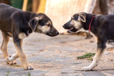 İki köpek arasındaki ilk tanışma ya da tanışma.