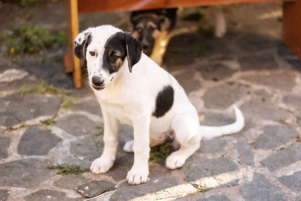 Perro Blanco Negro Cachorro Con Ojos Tristes Sentado Refugio Esperando —  Fotos de Stock