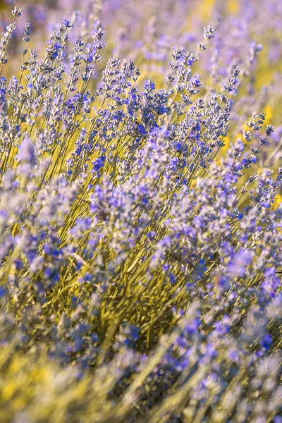 Violett Violettes Lavendelfeld Aus Nächster Nähe Blumen Selektiver Fokus Hintergrund — Stockfoto