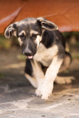 Köpek yavrusu üzgün gözlerle barınakta yürüyor, evlat edinilmeyi bekliyor, yakın plan portre