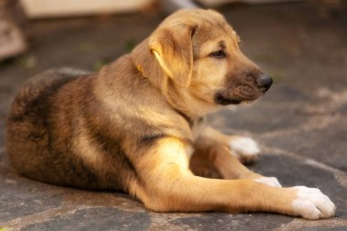 Köpek yavrusu üzgün gözlerle sığınakta yatıyor, evlat edinilmeyi bekliyor, yakın plan portre.