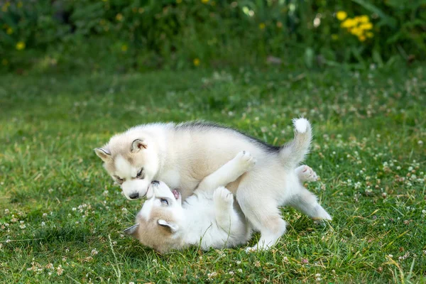 2匹のシベリアのハスキー犬の子犬が芝生の中で屋外で遊ぶ — ストック写真