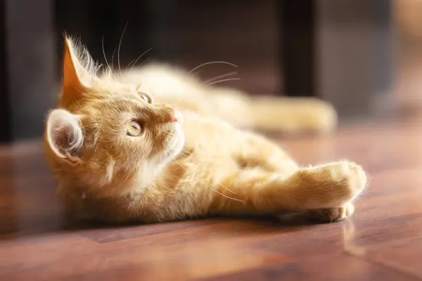 Portret Van Liegende Speelse Gember Kat Kitten Oprichten Poot Opkijken — Stockfoto