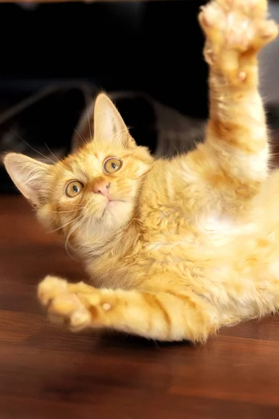 Retrato Ginger Gatinho Gato Criando Paw Dentro Casa — Fotografia de Stock