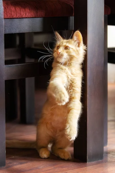 Retrato Adorável Brincalhão Gengibre Gato Gatinho Dentro Casa — Fotografia de Stock