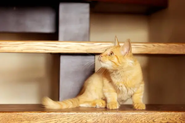 Retrato Gato Gengibre Brincalhão Deitado Escada Dentro Casa — Fotografia de Stock