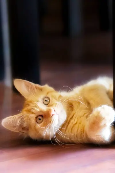 Portret Van Liegende Speelse Gember Kat Kitten Speelt Kijken Naar — Stockfoto