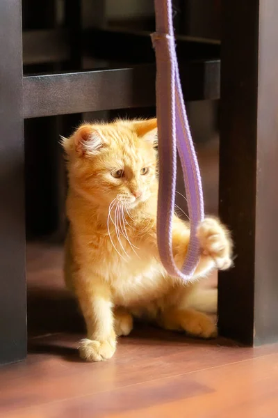 Retrato Sentado Brincalhão Gengibre Gato Gatinho Dentro Casa — Fotografia de Stock