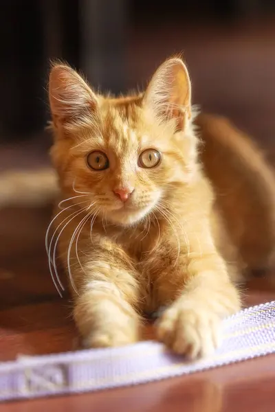 Portret Van Liegende Speelse Gember Kat Kitten Vloer Binnen — Stockfoto