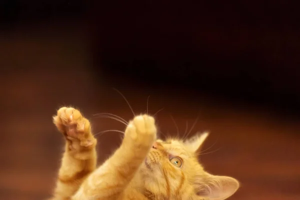 Hoofd Poten Van Speelse Gember Kat Kitten Speelt Omhoog Kijken — Stockfoto