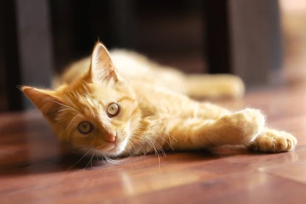 Portret Van Liegende Speelse Gember Kat Kitten Vloer Binnen — Stockfoto