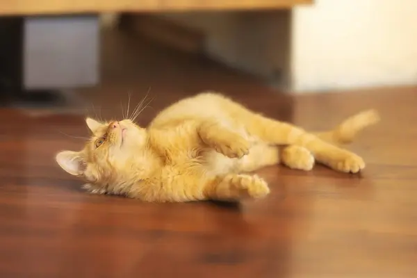 床に横たわっている遊び心のあるジンジャー猫の肖像画 — ストック写真