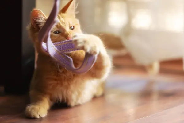 Retrato Gato Gengibre Brincalhão Gatinho Dentro Casa Close — Fotografia de Stock