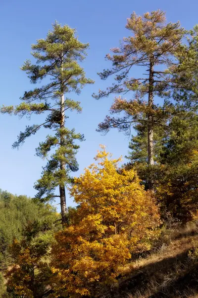 Floresta Outono Mágica Dourada Com Folhas Outono Coloridas Paisagem Romântica — Fotografia de Stock