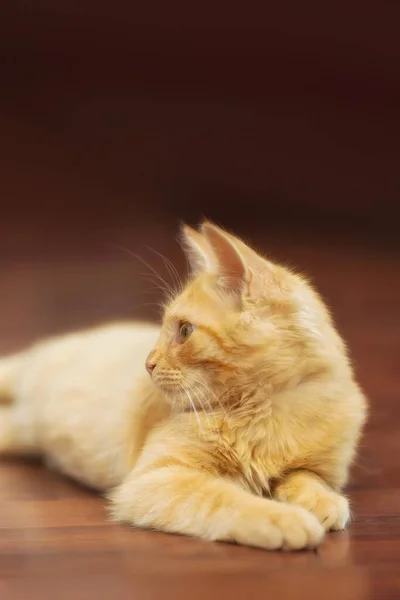 Retrato Gato Gengibre Deitado Gatinho Chão Dentro Casa — Fotografia de Stock