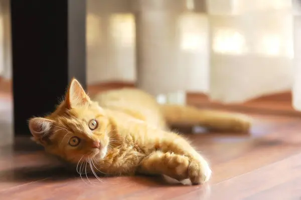 Retrato Gato Gengibre Brincalhão Deitado Chão Dentro Casa — Fotografia de Stock