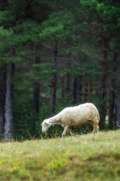 Вівці Лузі Зеленій Траві Зграя Пасеться Пагорбі Біля Лісу — стокове фото