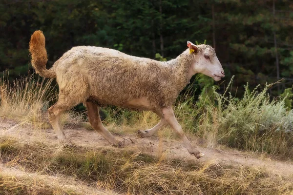 Owce Pełne Lepkich Pąków Spływających Dół Wzgórza Lesie — Zdjęcie stockowe