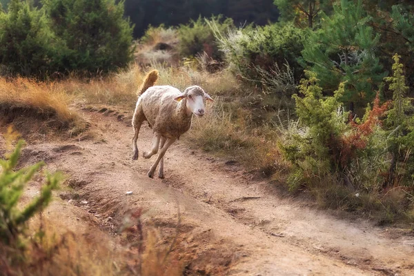 Вівці Повні Липких Бруньок Біжать Вниз Пагорбу Лісі — стокове фото
