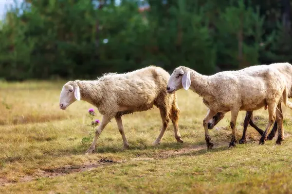 Вівці Лузі Зеленій Траві Зграя Випасає Пагорбі Біля Лісу — стокове фото