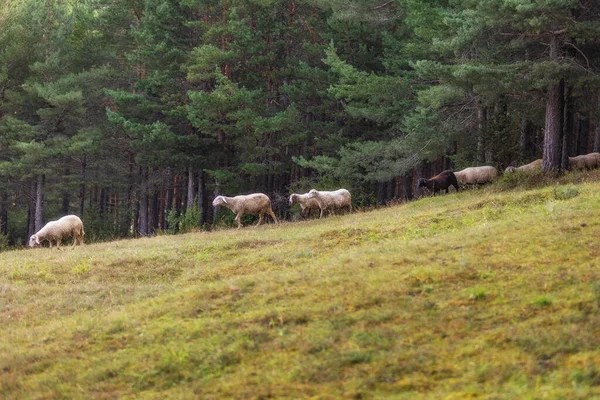 在绿草上的草地上放羊 在森林附近的山上放羊 — 图库照片