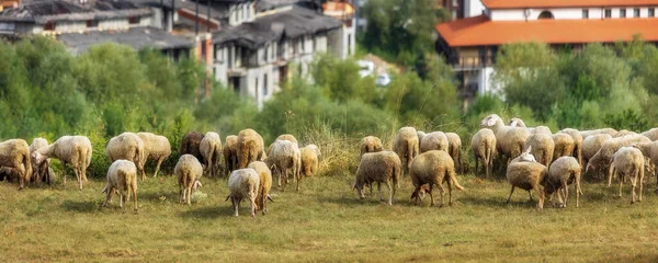 불가리아의 파노라마 리조트 Bansko 불가리아와 — 스톡 사진