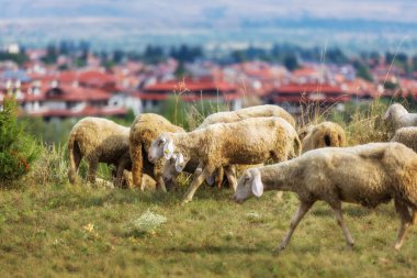 Bulgar yaz şehir panoraması her mevsim tatil Bansko, Bulgaristan ve koyun sürüsü
