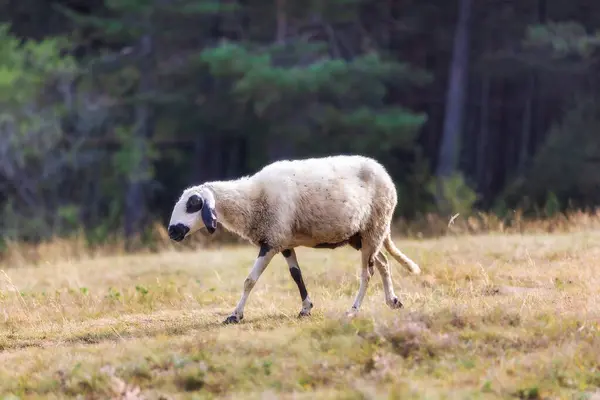 Ovce Louce Zelené Trávě Stáda Pasoucí Kopci Poblíž Lesa — Stock fotografie