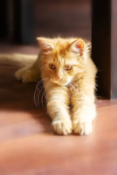 Portret Van Liegende Gember Kat Kitten Vloer Binnen — Stockfoto