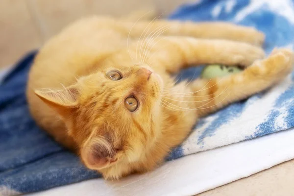 Portrait of lying ginger cat kitten looking up, indoors