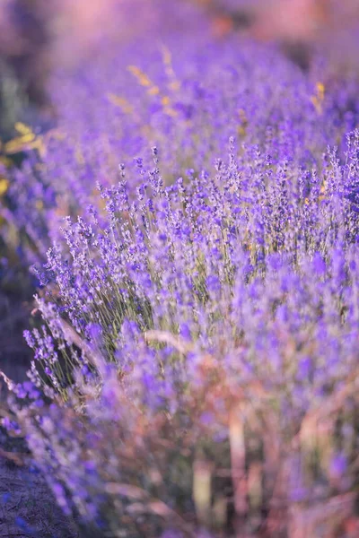 Violett Lila Lavendel Fält Närbild Blommor Selektivt Fokus Suddig Bakgrund — Stockfoto