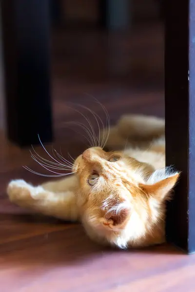 Retrato Gato Gengibre Deitado Olhando Para Cima Dentro Casa — Fotografia de Stock