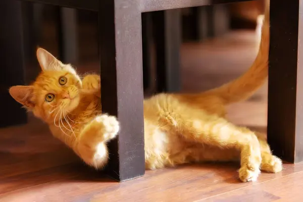 Retrato Deitado Brincalhão Gengibre Gato Joga Olhando Para Câmera Dentro — Fotografia de Stock