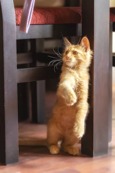 屋内で立っている愛らしい遊び心のあるジンジャーキャット子猫の肖像画 — ストック写真