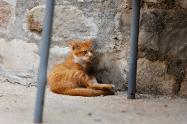 Pequeno Gato Vadio Vermelho Gengibre Perto Antiga Parede Kotor Cidade — Fotografia de Stock