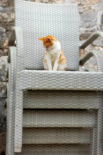 Small Ginger Red Stray Cat Sitting Stack Chairs Kotor Montenegro — Stock Photo, Image