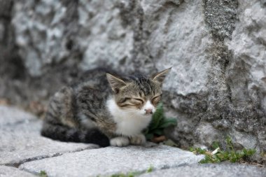 Karadağ 'ın eski Kotor kentinde, Avrupa' da kaldırımda üzgün bir sokak kedisi.