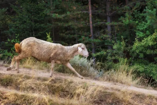 Sheep Full Sticky Buds Running Hill Forest — Stock Photo, Image