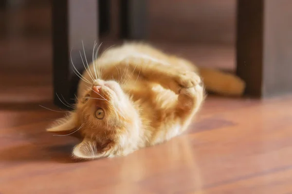 Portrait Lying Playful Ginger Cat Kitten Floor Indoors — Stock Photo, Image