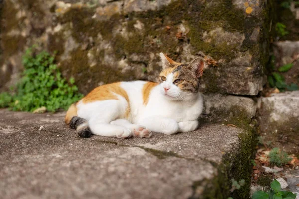 White Red Stray Cat Ancient Wall Kotor Montenegro Old Town — Stock Photo, Image