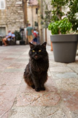 Karadağ 'ın Kotor kentindeki kaldırımda oturan kara kedi, yaklaş.