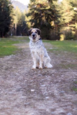 Mutlu büyük melez köpek parkta oturuyor, bahar zamanı orman arka planı