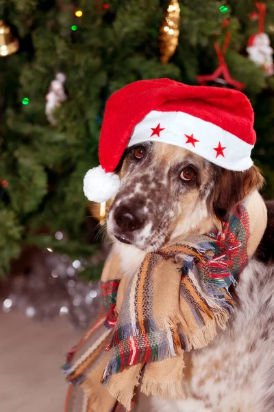 圣诞快乐卡及新年快乐卡上 一只大杂烩狗正坐在圣诞树旁的圣诞老人的帽子和围巾上 免版税图库照片
